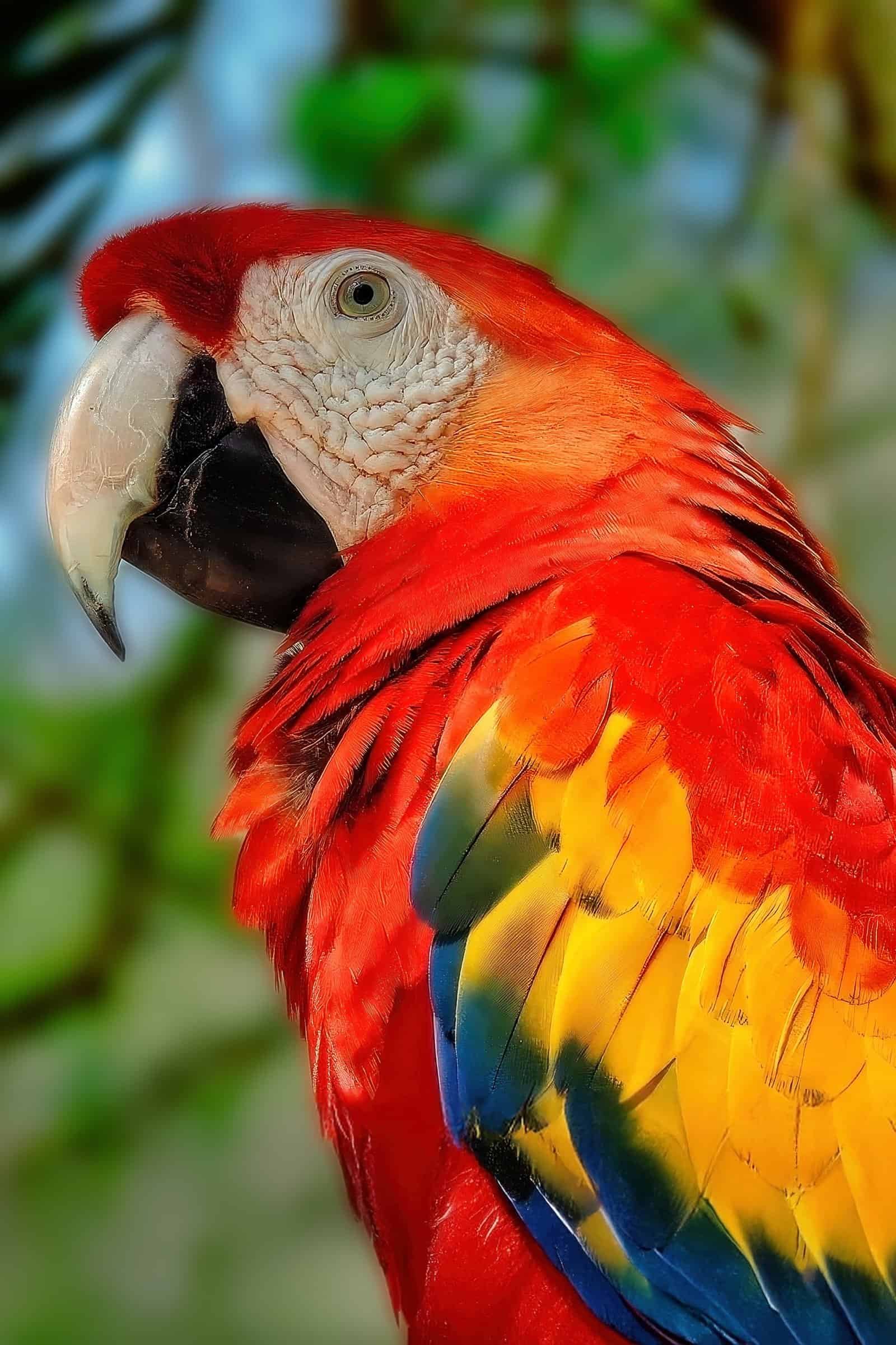Close-up of Scarlet Macaw at Macaw Mountain Bird Park