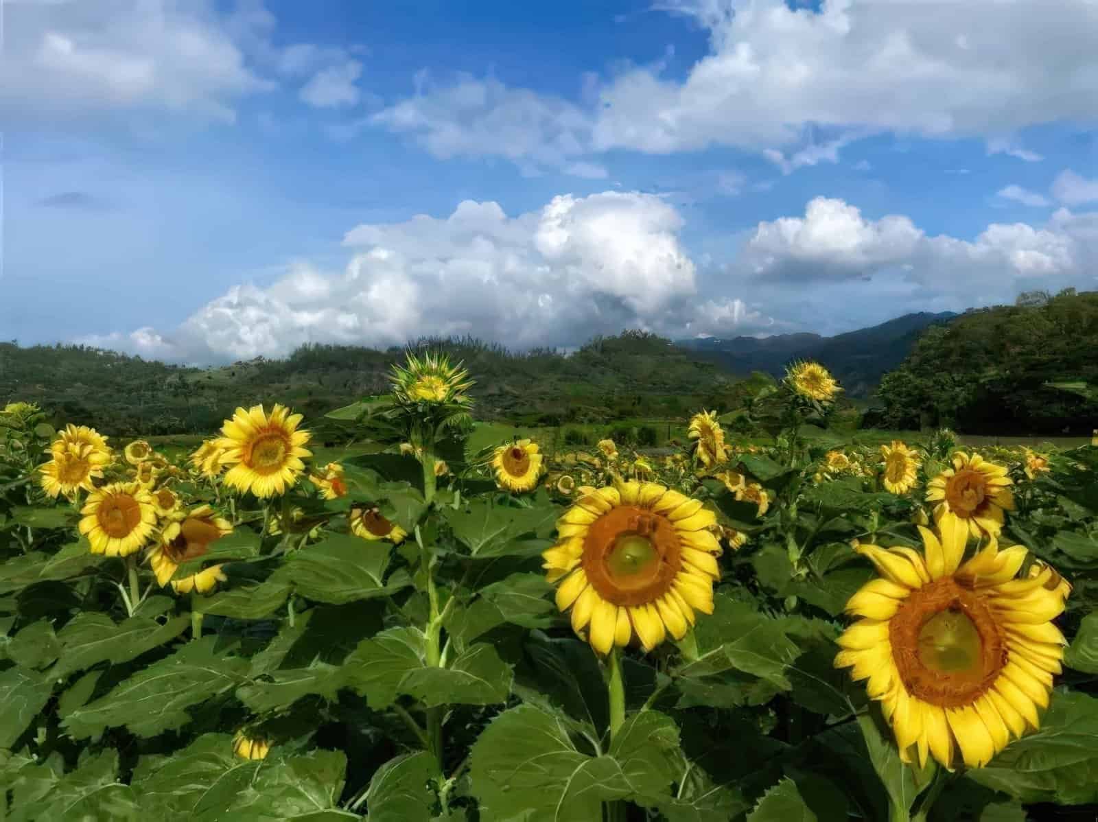 A new variety of sunflower at the Sunflower Fields of Copan