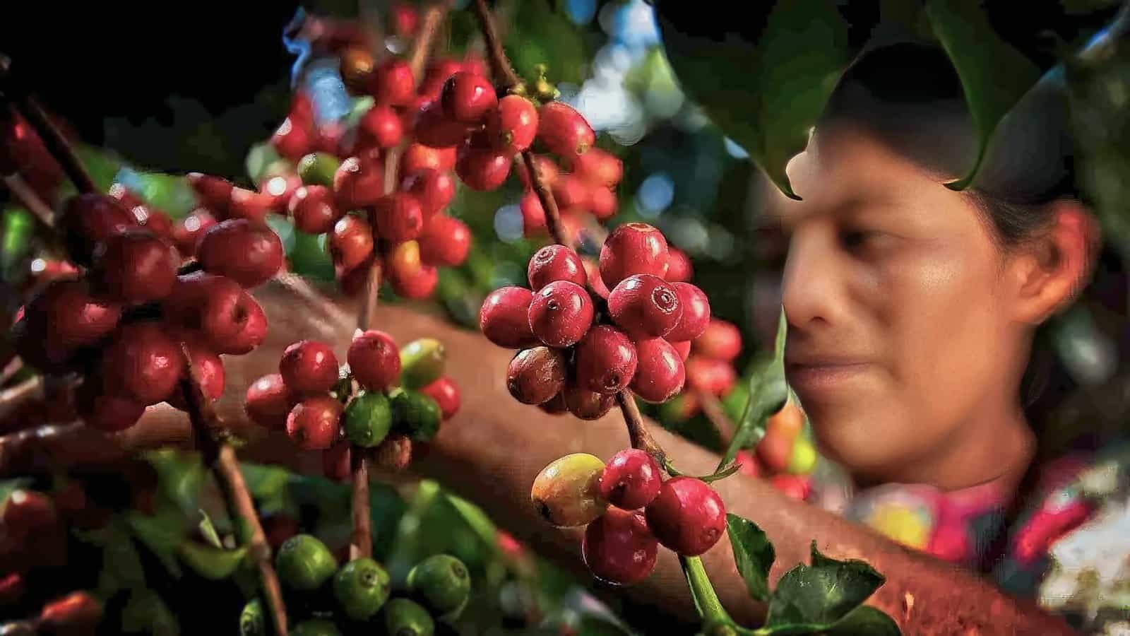 Close-up of ripe red coffee beans being hand-picked during coffee harvest with local farmer at Copán Welchez Coffee Tour plantation in Finca Santa Isabel