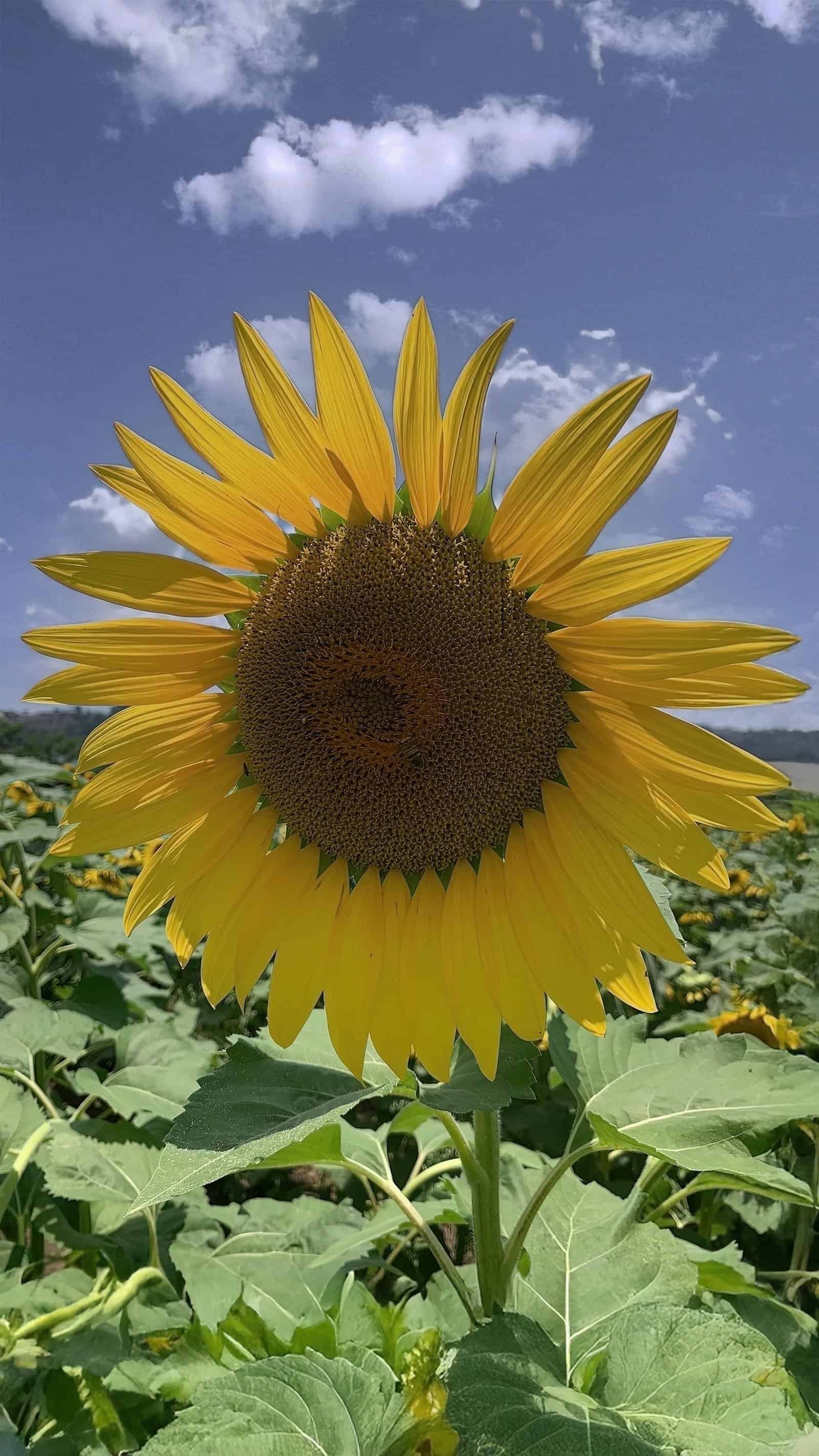Paseo de Los Girasoles - sunflower