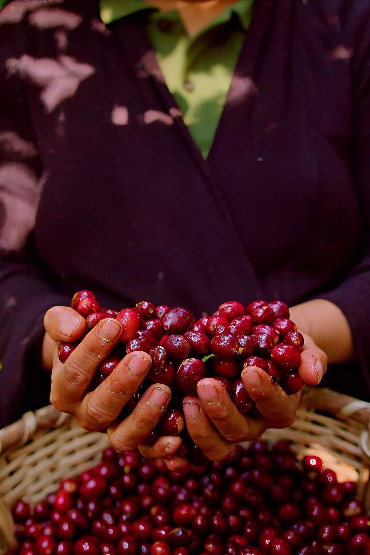 Welchez Copan Coffee Tour: harvesting ripe coffee beans.
